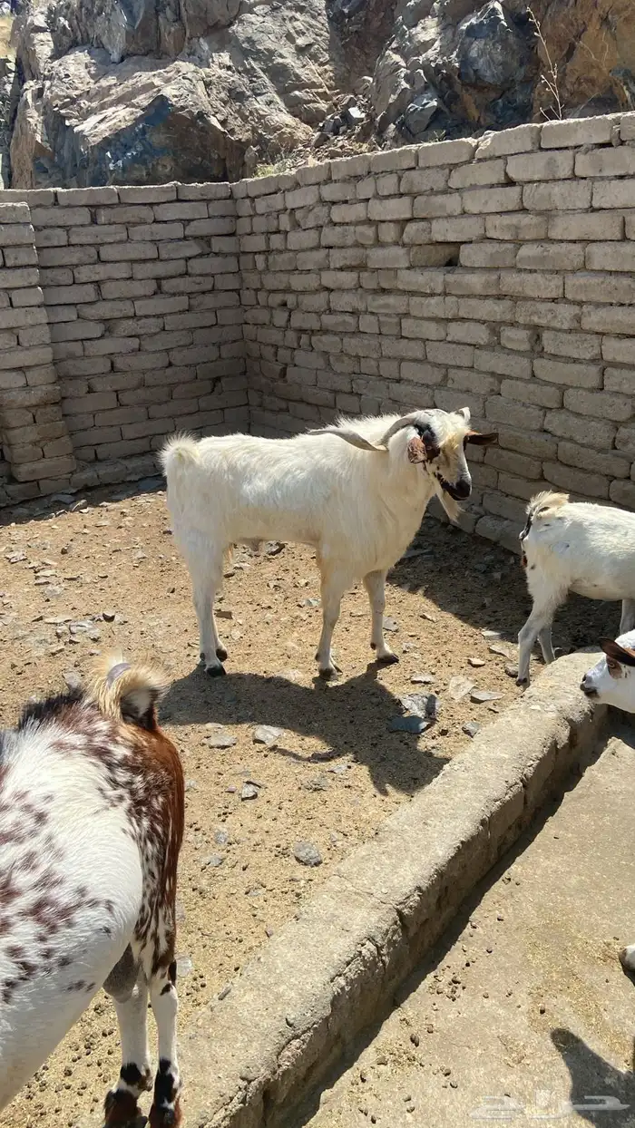 بعرض لكم تيس فحل للبيع 0
