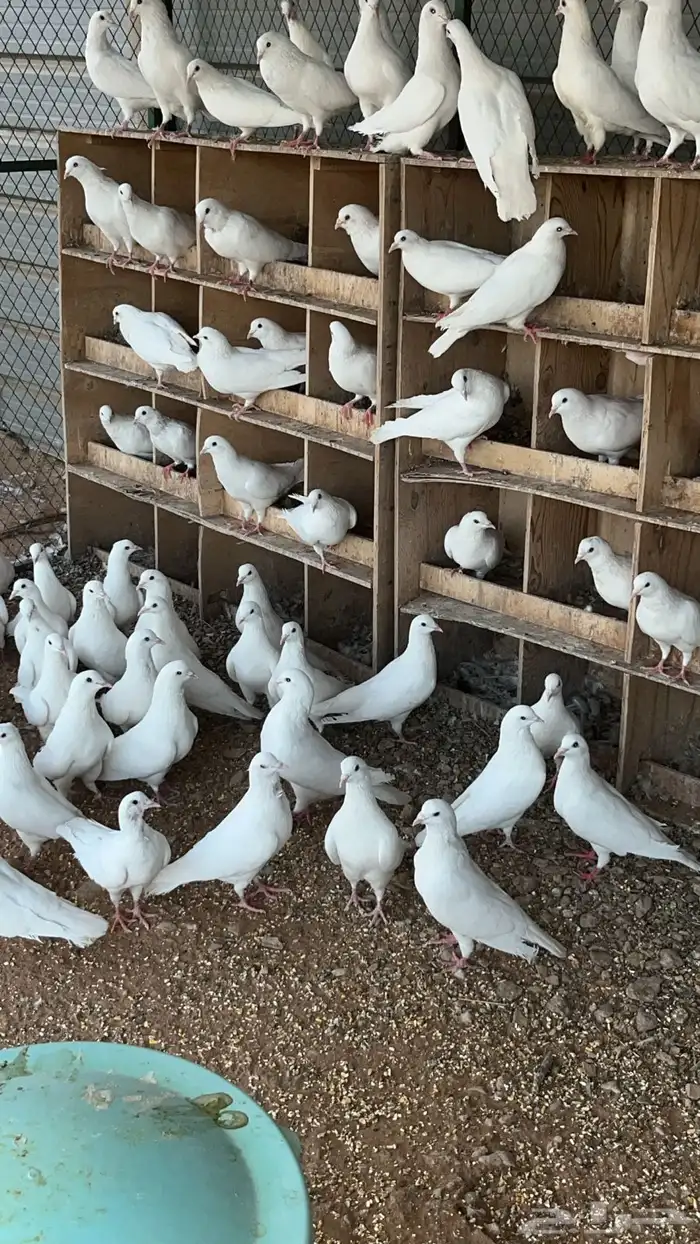 حمام فرنسي ابيض 2