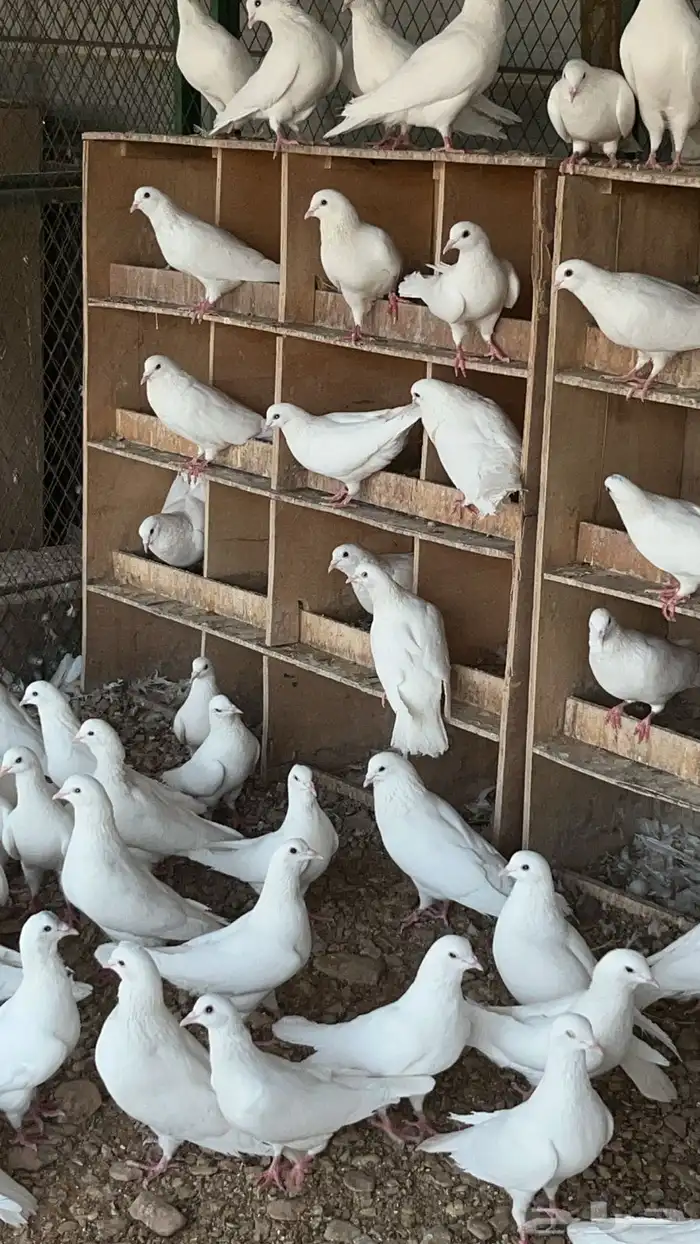حمام فرنسي ابيض 1