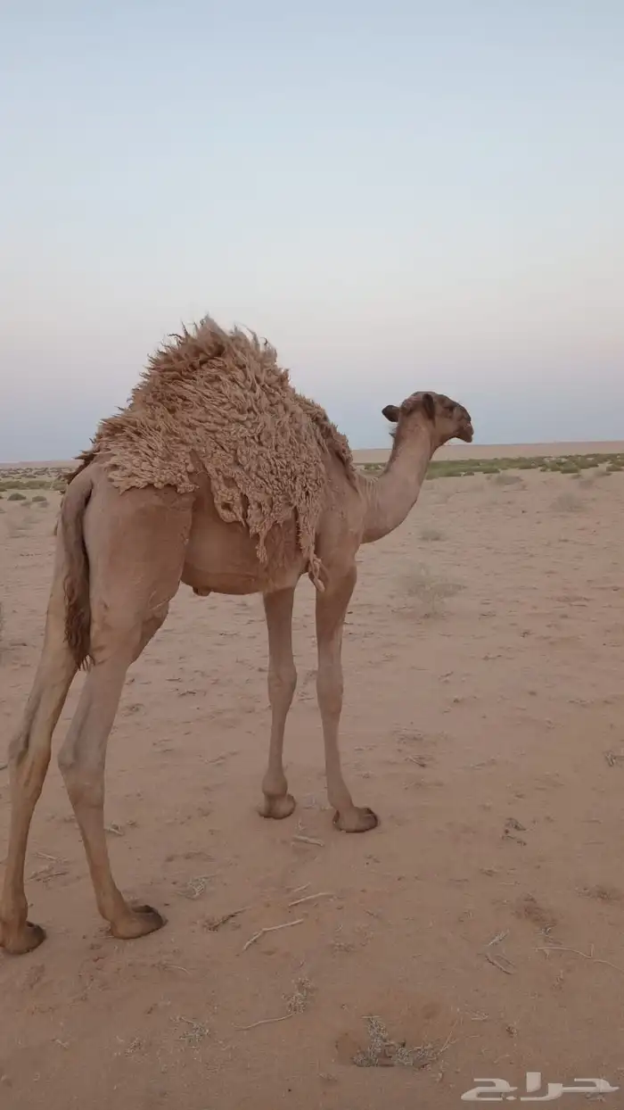 قعود قصب جنوب المزاحمية 1
