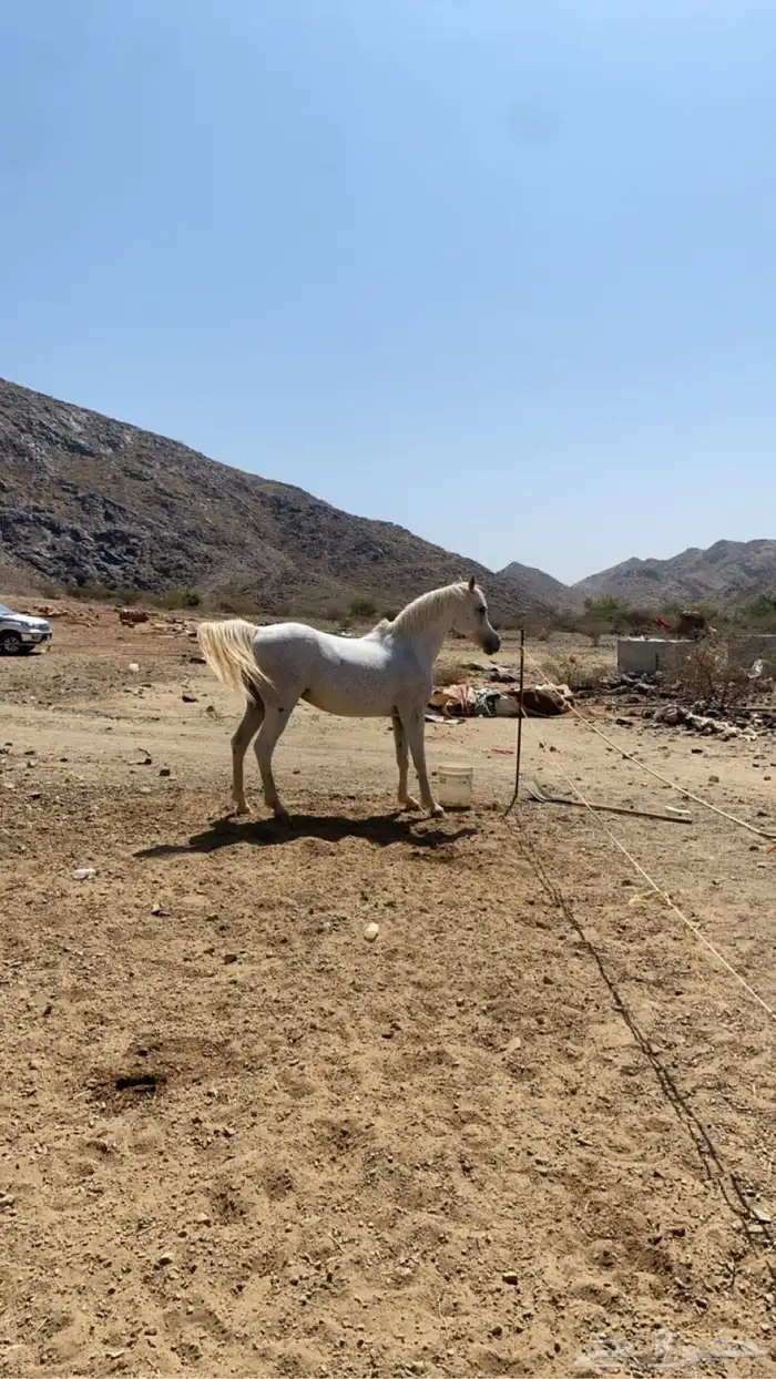 حصان للبيع واهو 0