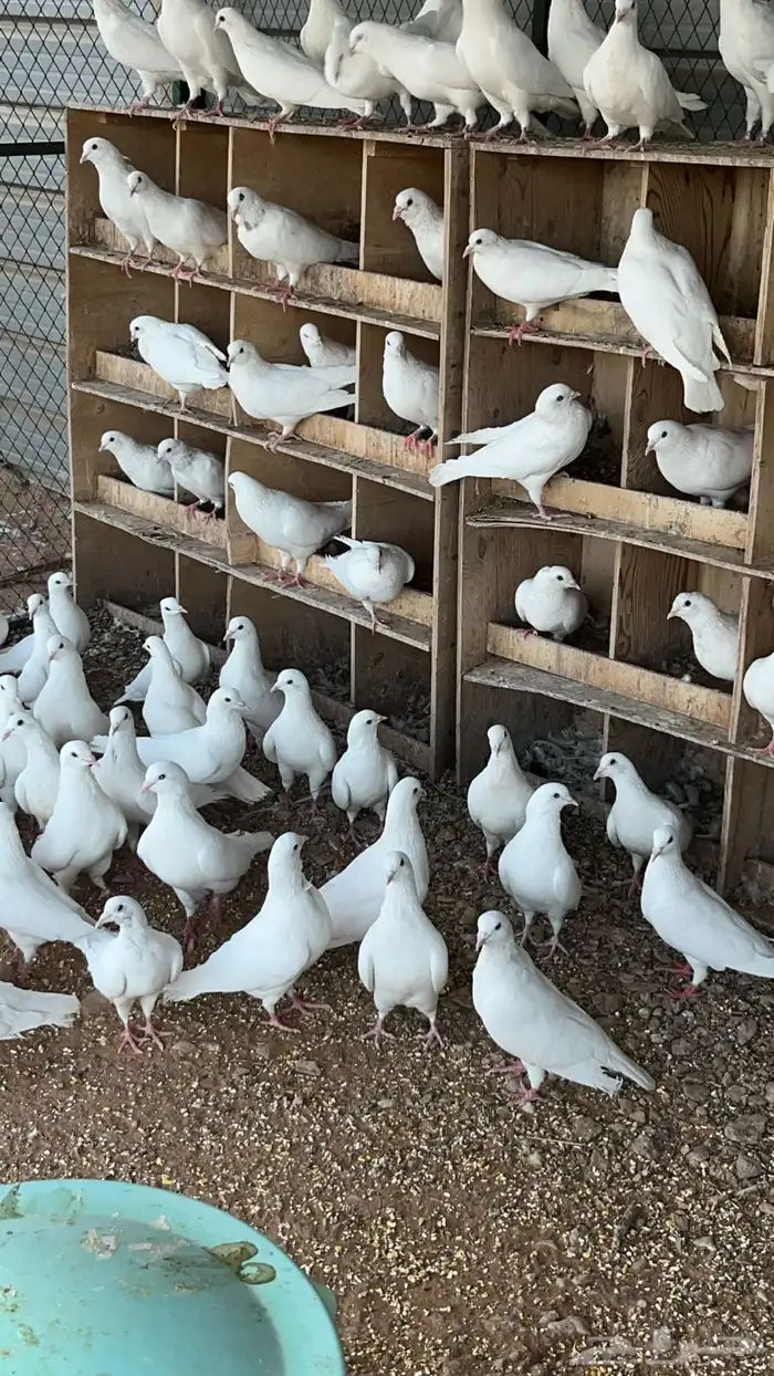 حمام فرنسي ابيض 0