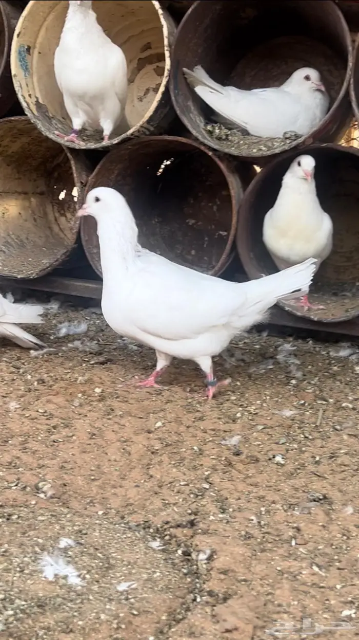 حمام فرنسي احجام ضخمة 0