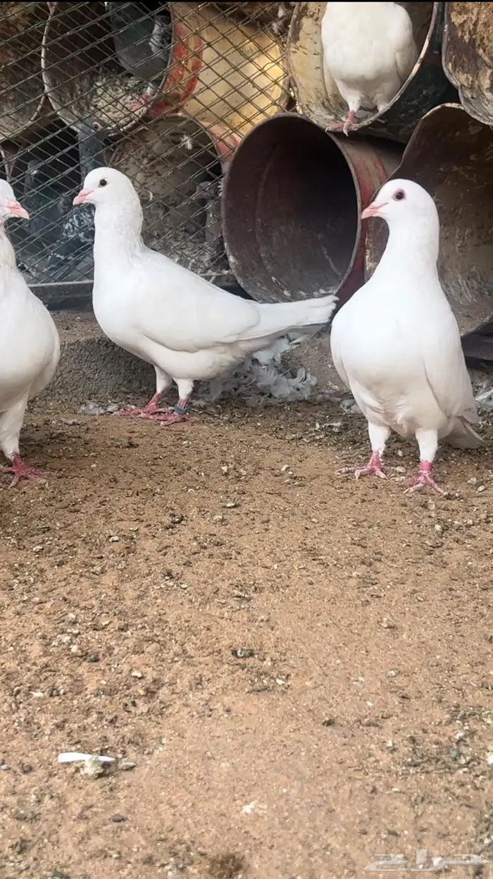 حمام فرنسي احجام ضخمة 5