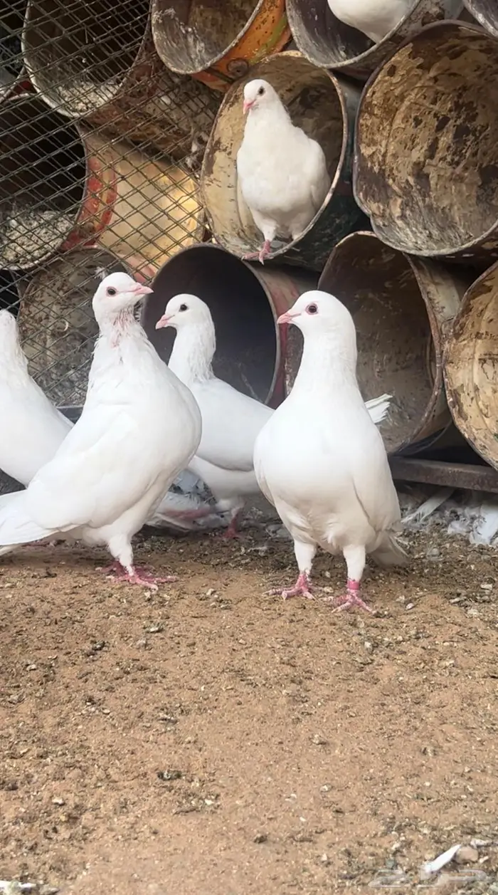 حمام فرنسي احجام ضخمة 6