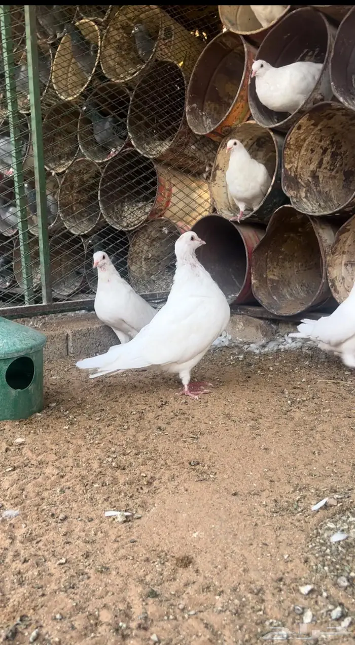 حمام فرنسي احجام ضخمة 8