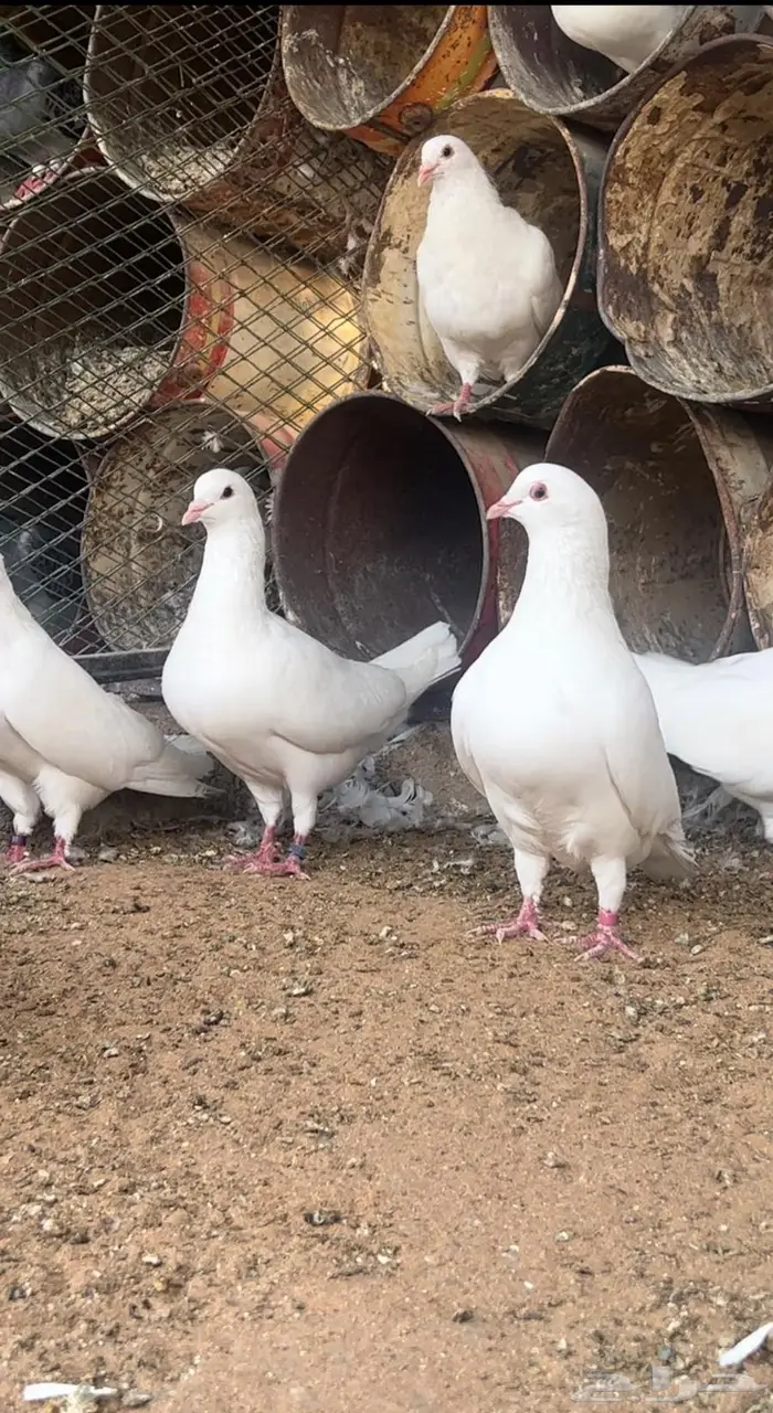حمام فرنسي احجام ضخمة 7