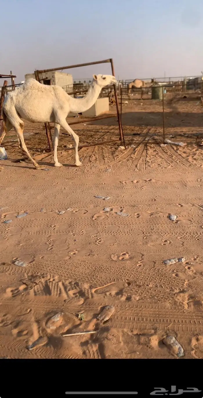 بكار حقايق رمانيات 3