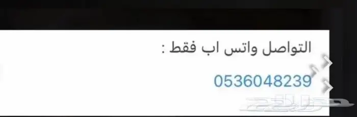 قطط سكوتش بريتش 1