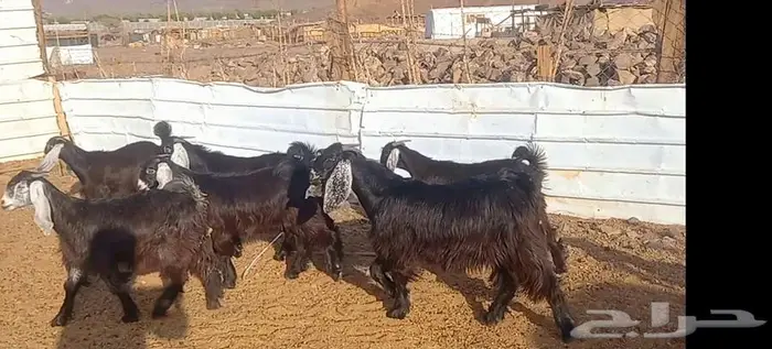 (تم البيع ) جفار عوارض صنف الي يبي يآسس مراح طيب 34
