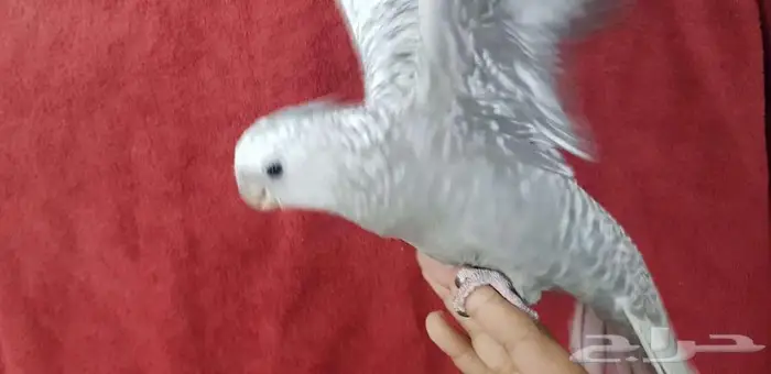 كروان اليف وهدد مع الصغير والكبير 2