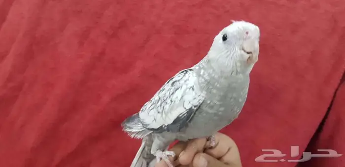 كروان اليف وهدد مع الصغير والكبير 0