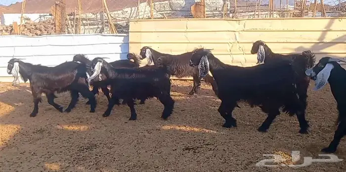 (تم البيع ) جفار عوارض صنف الي يبي يآسس مراح طيب 29