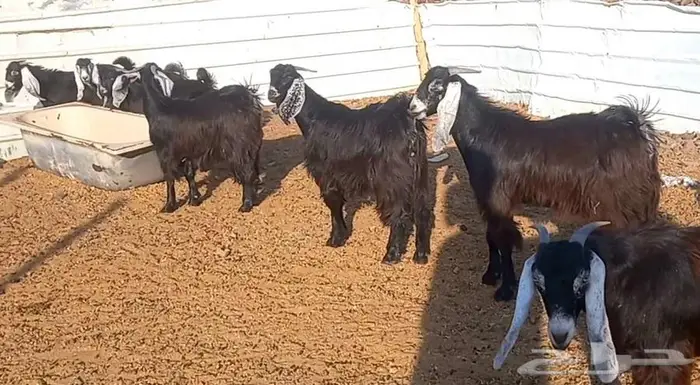 (تم البيع ) جفار عوارض صنف الي يبي يآسس مراح طيب 15