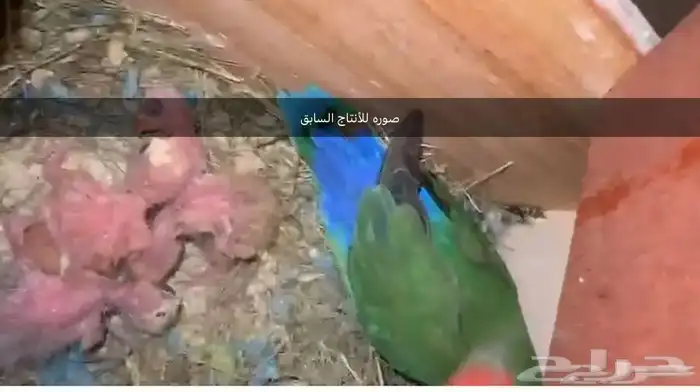 اجواز روز منتجة 5
