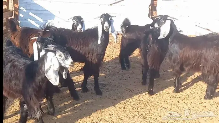 (تم البيع ) جفار عوارض صنف الي يبي يآسس مراح طيب 37