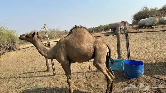 قعود 0