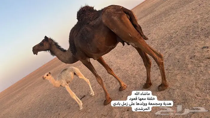 خلفه ملحا منحيه مع حوار طيب 0