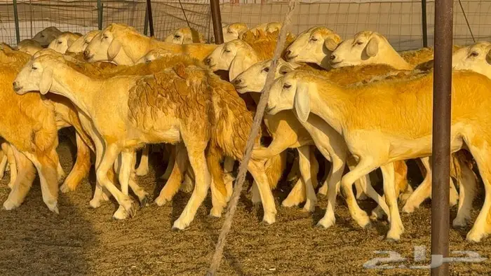 رخال صنف 60 تحتها 3 11