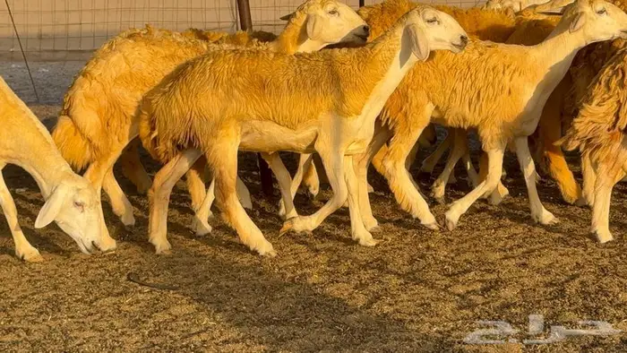 رخال صنف 60 تحتها 3 2