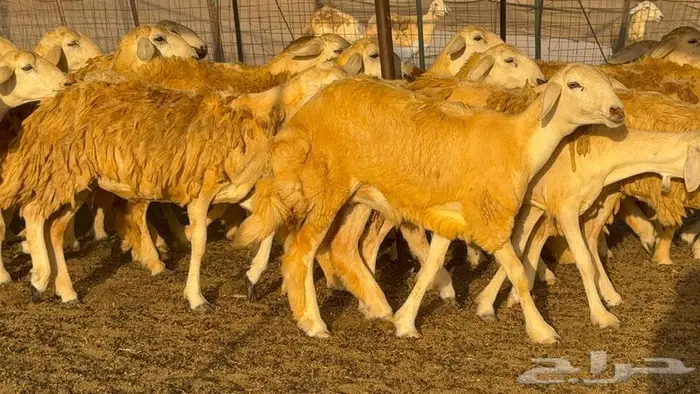 رخال صنف 60 تحتها 3 15