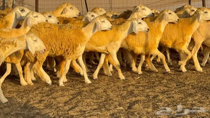 رخال صنف 60 تحتها 3 14