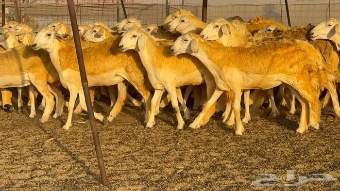 رخال صنف 60 تحتها 3 16