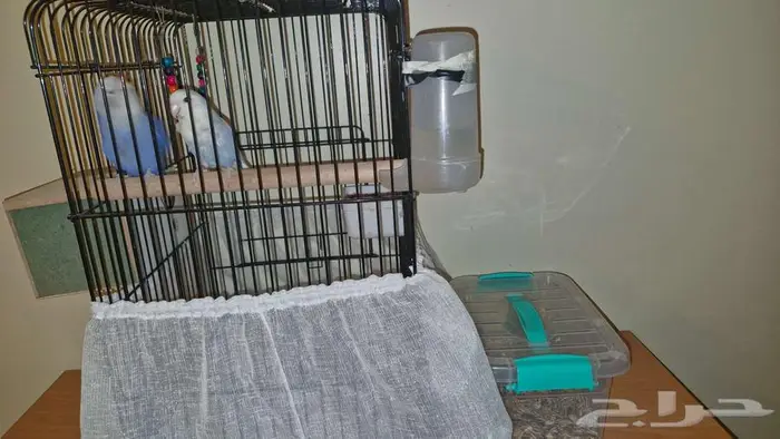 زوج عصافير روز 0