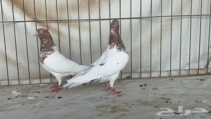 جوز باكستاني لاكا 2