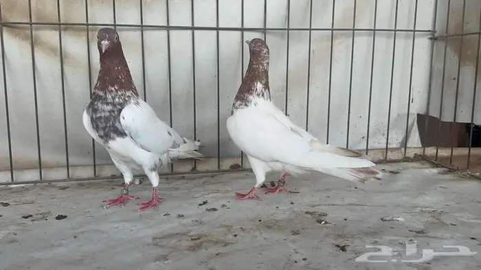 جوز باكستاني لاكا 1