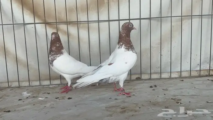 جوز باكستاني لاكا 0