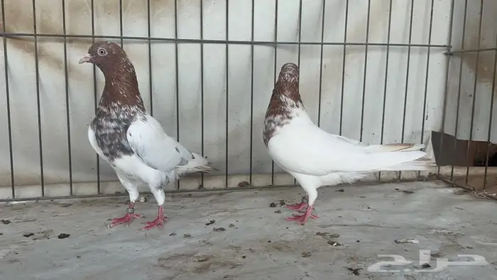 جوز باكستاني لاكا 3