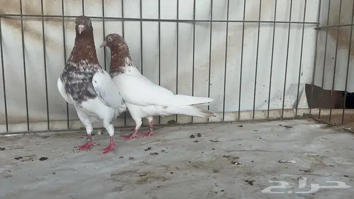 جوز باكستاني لاكا 4