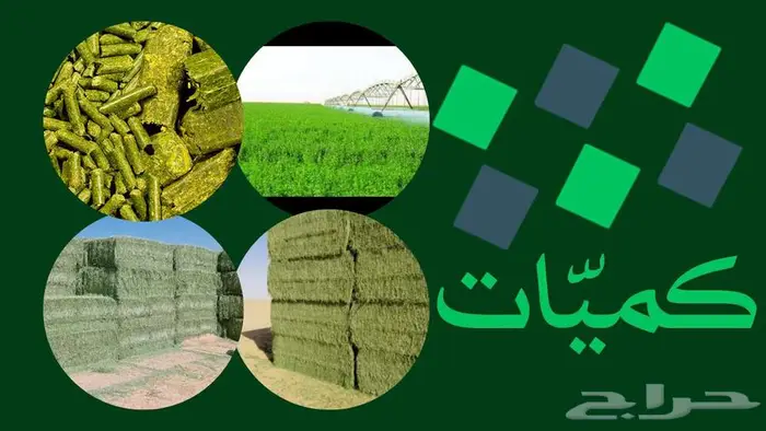 برسيم مستورد من مصر 1