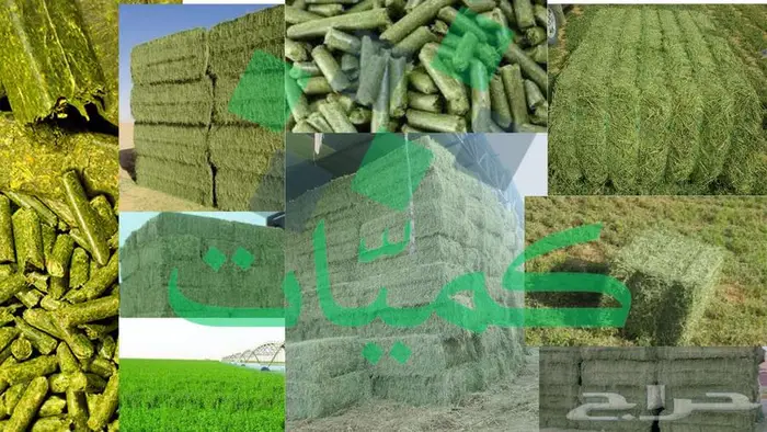 برسيم مستورد من مصر 8