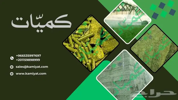 برسيم مستورد من مصر 0