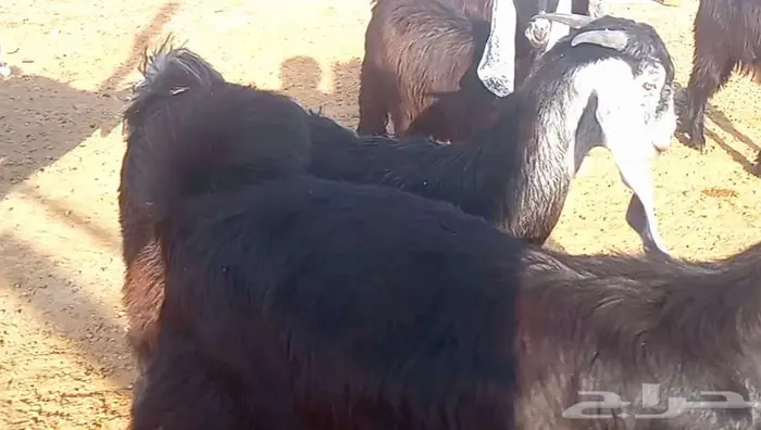 (تم البيع ) جفار عوارض صنف الي يبي يآسس مراح طيب 5