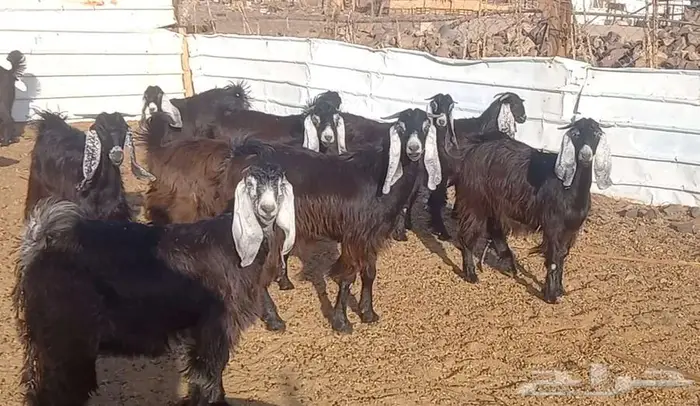 (تم البيع ) جفار عوارض صنف الي يبي يآسس مراح طيب 1