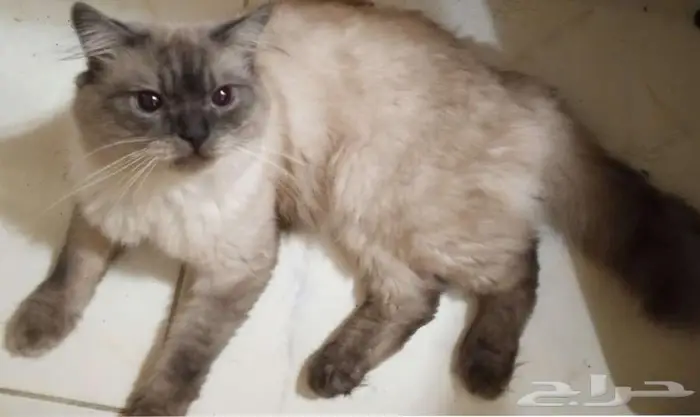 قط ذكر للتزاوج مجانا male cat for mating 3
