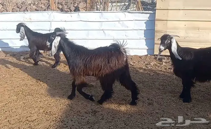 (تم البيع ) جفار عوارض صنف الي يبي يآسس مراح طيب 33