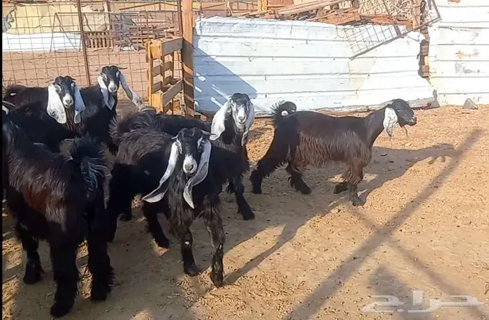 (تم البيع ) جفار عوارض صنف الي يبي يآسس مراح طيب 30