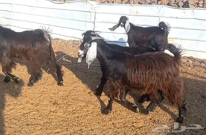 (تم البيع ) جفار عوارض صنف الي يبي يآسس مراح طيب 20