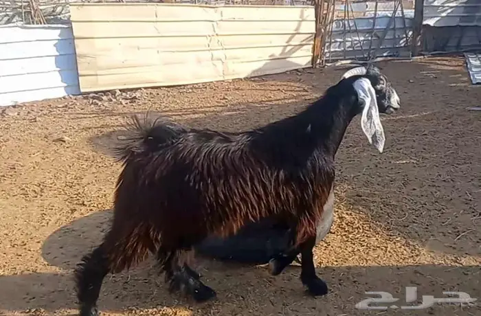 (تم البيع ) جفار عوارض صنف الي يبي يآسس مراح طيب 8