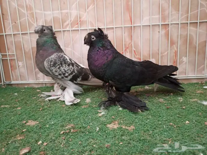 جوز ازوبك حامل رديوس بإنتاجه 1