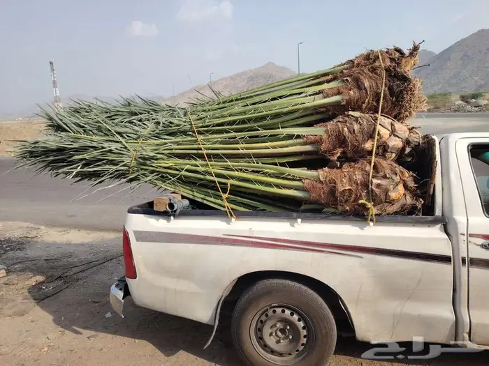 نخل للبيع مثمرة جميع الأنواع 4