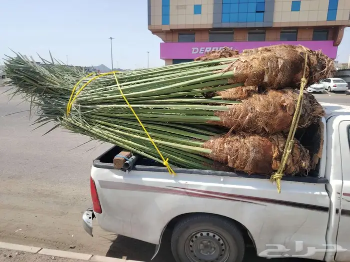 نخل للبيع مثمرة جميع الأنواع 0