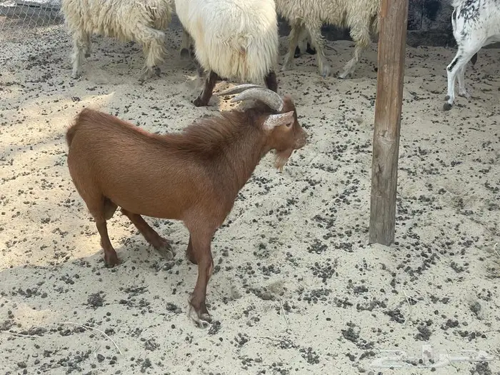 تيس 2