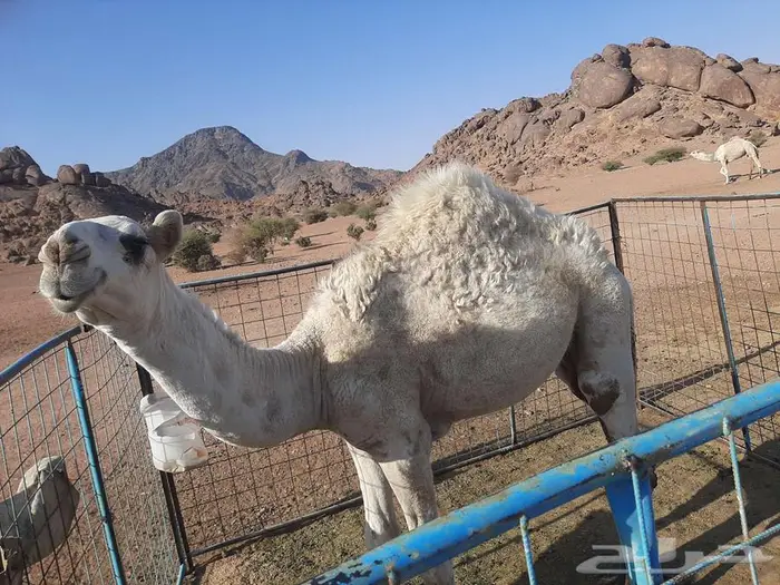 قعود طيب للبيع 0
