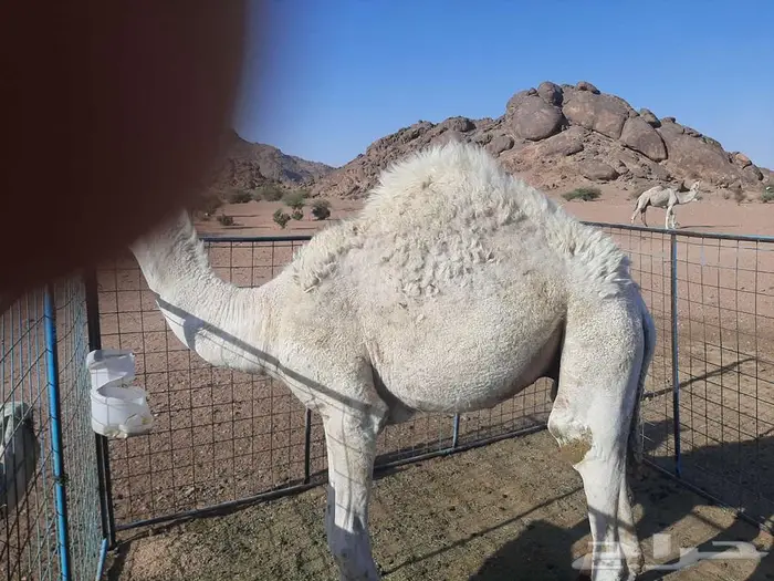 قعود طيب للبيع 2