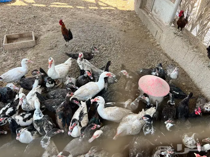 بط مصري 1